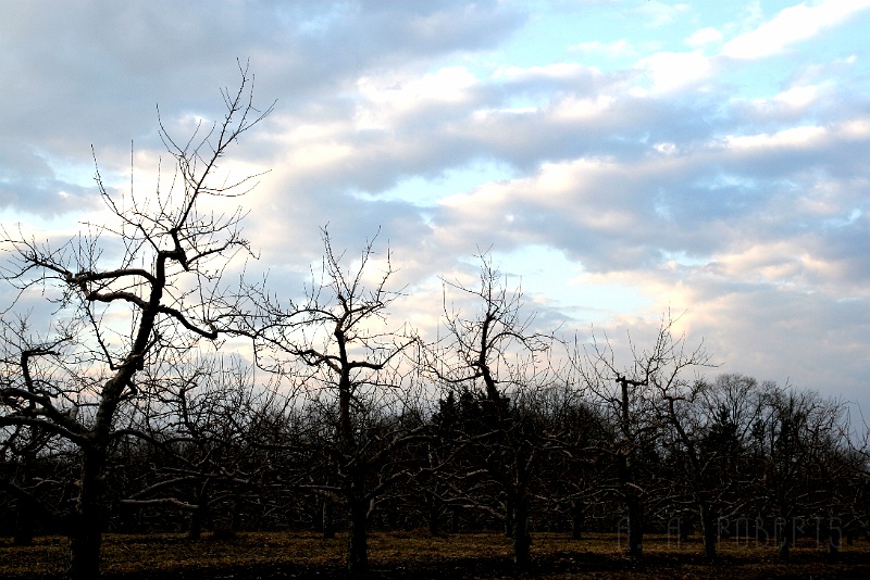 orchard5.jpg